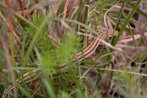 East African Highland Grass Lizard (Chamaesaura tenuior) gravid female basking in the tall grass.