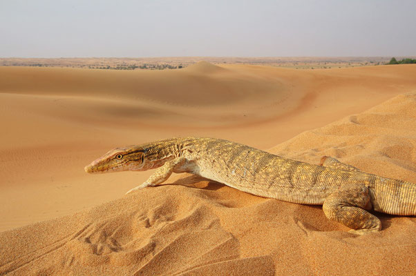 Desert Monitor Lizard (Varanus griseus) 