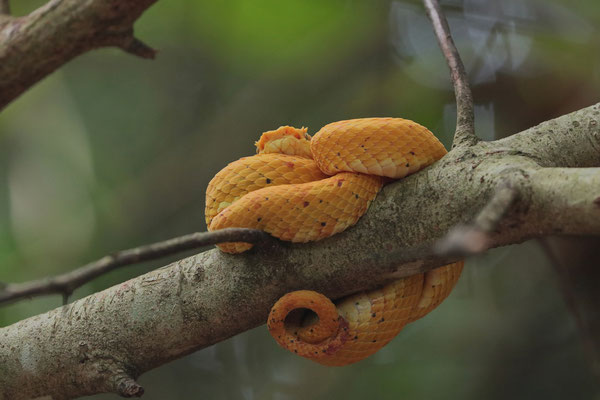 Oropel (Bothriechis nigroadspersus)