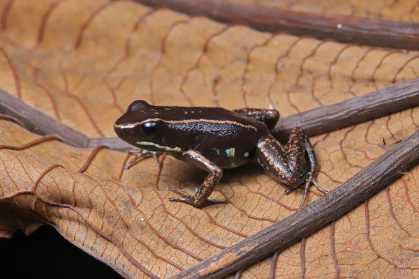 Striped Poison Dart Frog (Phyllobates lugubris)