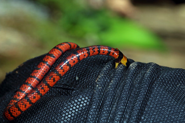 Variable Coral Snake (Micrurus diastema) testing our gloves.