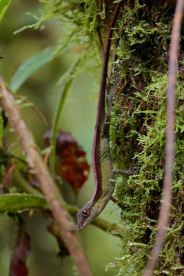 Blue-eyed Anole (Anolis woodi)