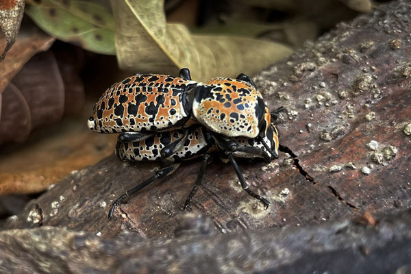 These beautiful beetles (Zopherus spec.) proved quite common in and under decaying wood.