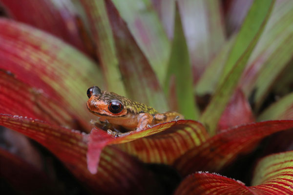 Moustache Bromeliad Tree Frog (Isthmohyla picadoi)