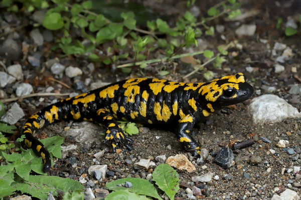 Oriental Fire Salamander (Salamandra infraimmaculata semenovi)