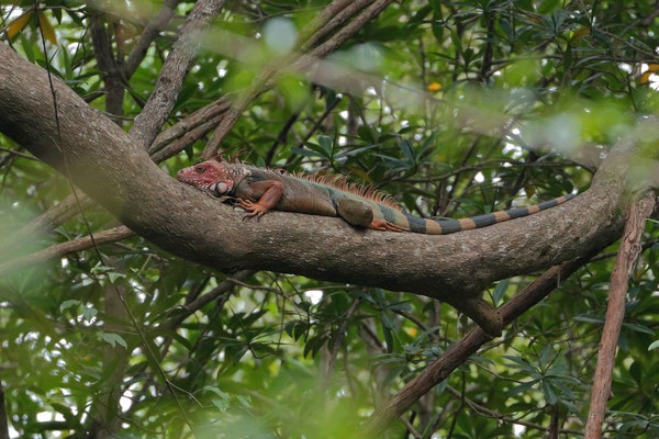 Green Iguana (Iguana iguana) male in full breeding colouration high up in the trees.