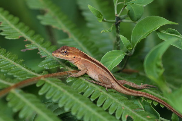 Ornate Anole (Anolis crassulus)