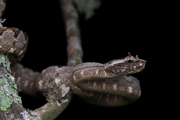 Mexican Horned Pitviper (Ophryacus undulatus)