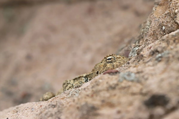 Baluch Ground Agama (Trapelus ruderatus) is extremely well camouflaged.