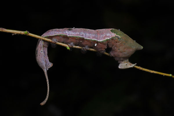Odd caterpillar of unknown species.