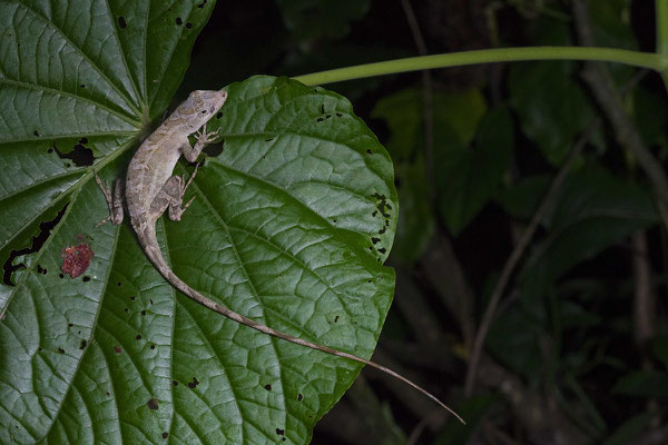 Peters Anole (Anolis petersii) © Wouter Beukema