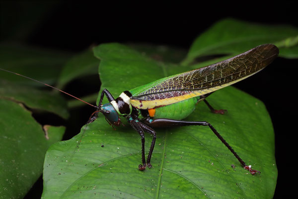 Beautiful Katydid (Moncheca pretiosa)