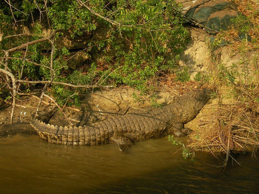 Nile Crocodile (Crocodylus niloticus)