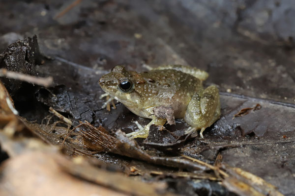 Mababe Puddle Frog (Phrynobatrachus mababiensis)