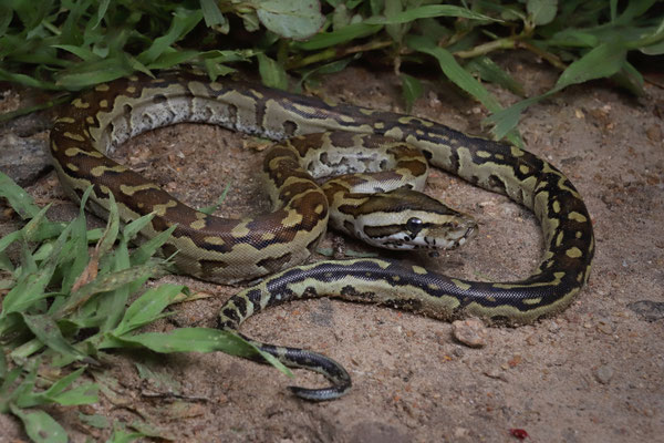 Southern Rock Python (Python natalensis) 