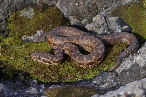 Godman's Montane Pitviper (Cerrophidion godmani)