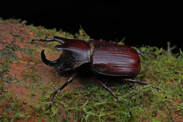 Two-lobed Horn Beetle (Coelosis biloba)