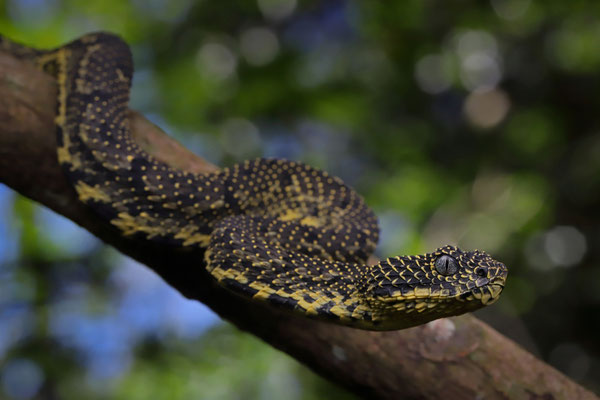 Mount Kenya Bush Viper (Atheris desaixi)