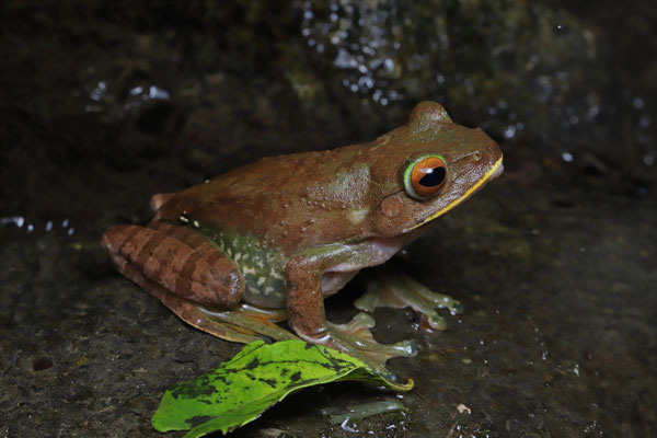 Huge White-lipped Bright-eyed Frog (Boophis albilabris)