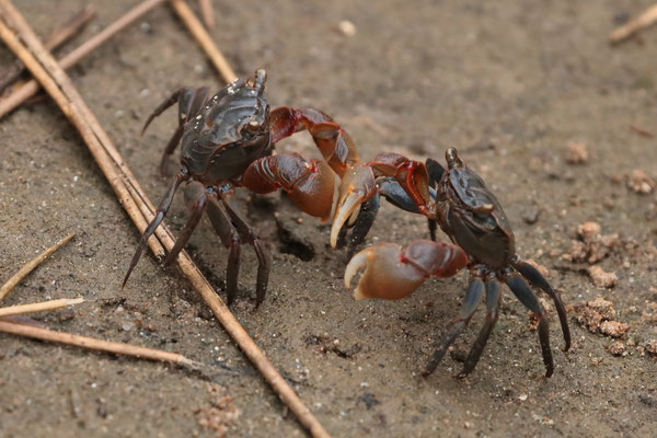 Mangrove Crabs (Neosarmatium africanum)