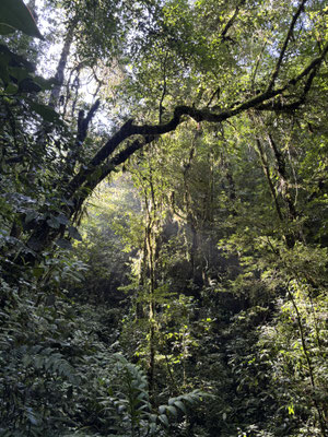 Stunning cloud forest at the higher elevations.