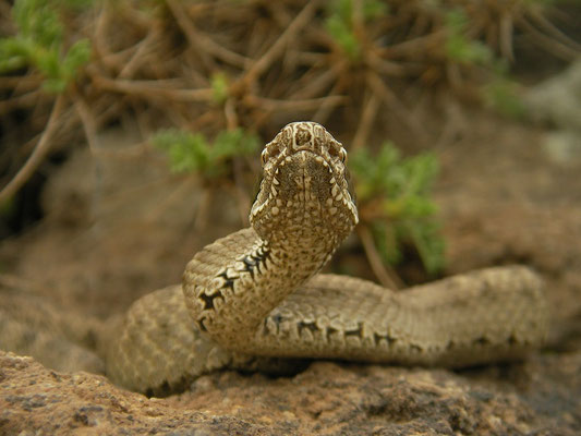 Caucasian Pit Viper (Gloydius caucasicus)