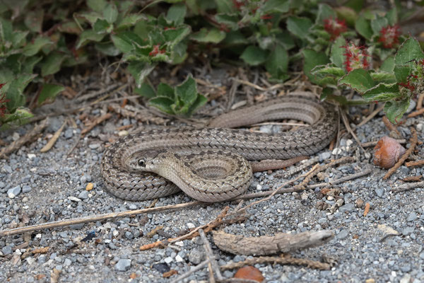 Spotted Earthsnake (Conopsis acuta) 