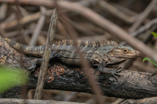 Common Spiny-tailed Iguana (Ctenosaura similis) male