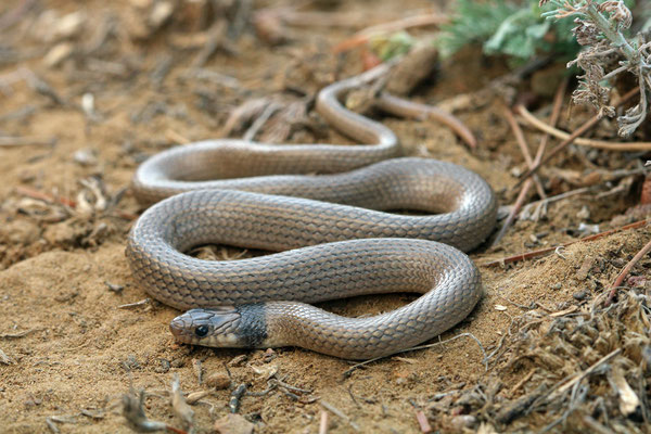 Collared Dwarf Snakes (Eirenis collaris)