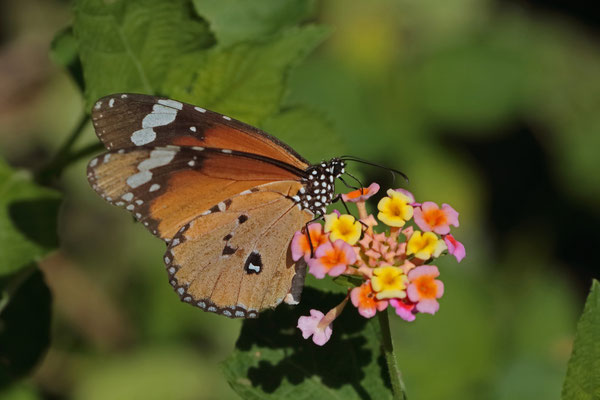 Plain Tiger (Danaus chrysippus)