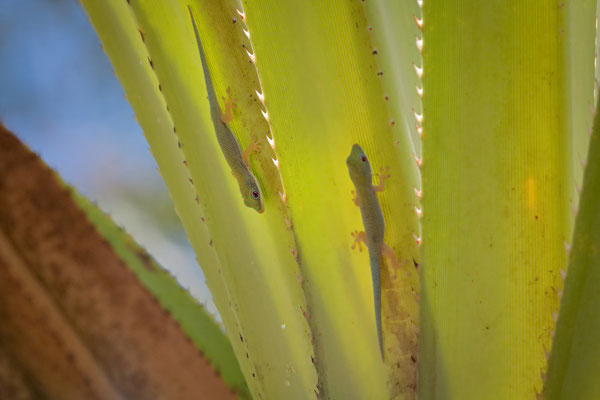 Morondava Day Gecko (Phelsuma hielscheri) babies hanging out together.