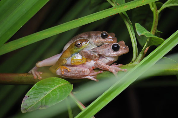 Peter's Reed Frog (Hyperolius glandicolor) amplexus with an intruding male Bladder Reed Frog (Hyperolius cystocandicans).