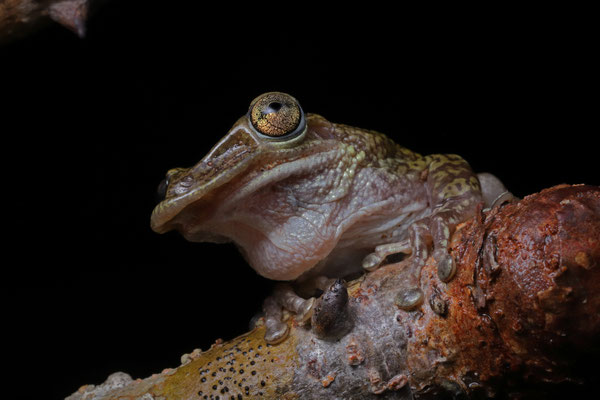 Mexican Shovel-headed Treefrog (Triprion spatulatus)