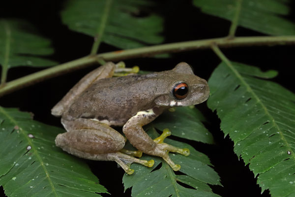 Gloomy Mountain Stream Frog (Ptychohyla zophodes)