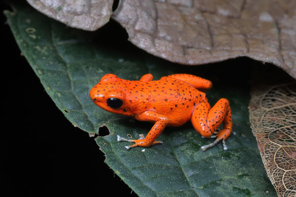 Strawberry Poison Dart Frog (Oophaga pumilio) "Solarte"