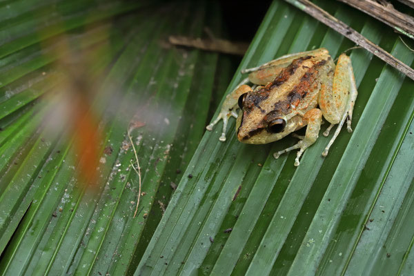 Cliffy Stream Frog (Craugastor rupinius)