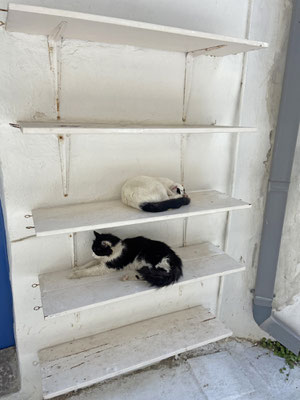 Cats are in high demand and this store was almost sold out. Only a few scruffy ones were left.