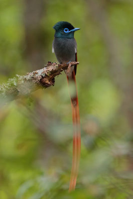 African Paradise-Flycatcher T(erpsiphone viridis)