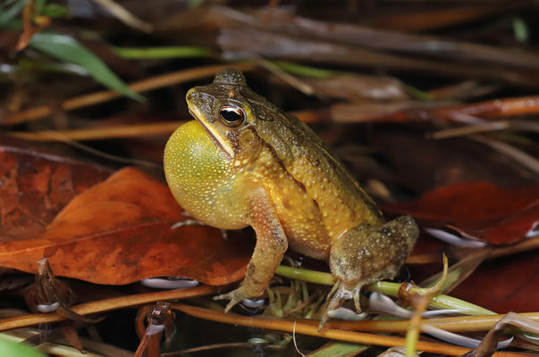 Dwarf Toad (Incilius canaliferus) male singing.