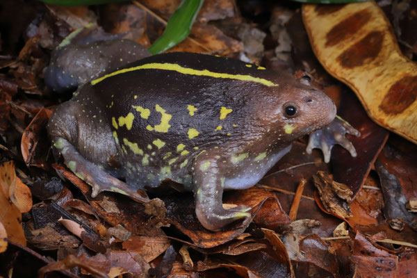 Another frog that is only active after heavy rains is the Mexican Burrowing Toad (Rhinophrynus dorsalis).