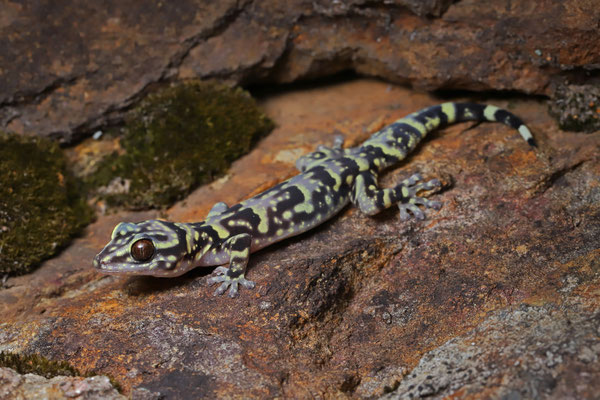 Hawequa Flat Gecko (Afroedura hawequensis)