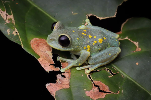 Uluguru Tree Frog (Leptopelis uluguruensis) with eyes open.