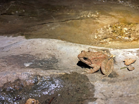 Balkan Stream Frog (Rana graeca)