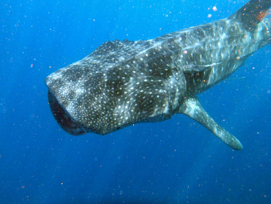 Whale Shark (Rhincodon typus)