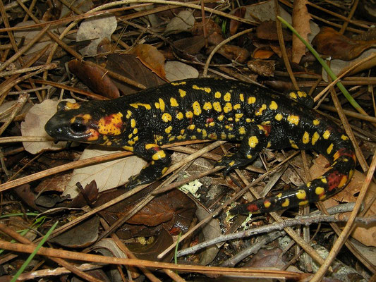 Fire Salamander (Salamandra salamandra crespoi)
