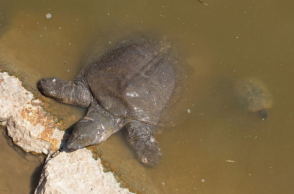 African Softshell Turtles (Trionyx triunguis) in comparison to a Balkan terrapin (Mauremys rivulata).