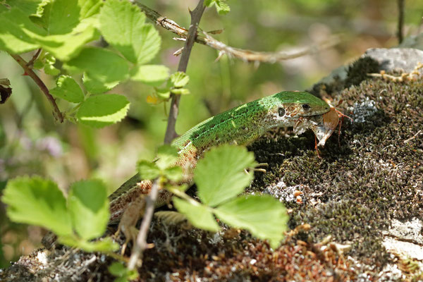 Eastern Green Lizard (Lacerta viridis) feeding on a Forest Cockchafer (Melolontha hippocastani).