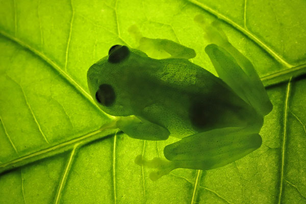 Northern Glassfrog (Hyalinobatrachium viridissimum)
