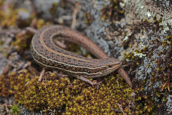 Alpine Meadow Skink (Trachylepis irregularis) adult