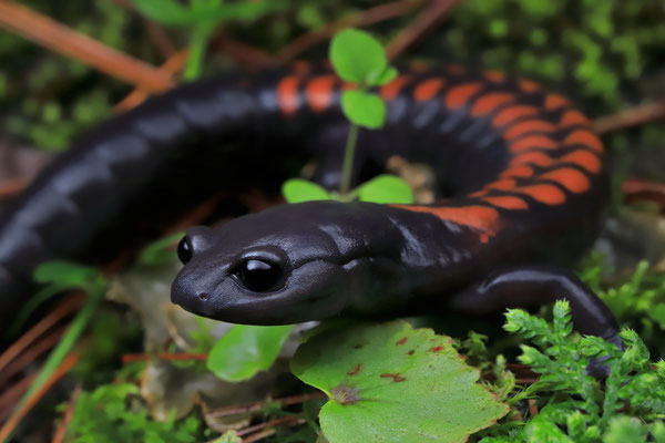 Giant False Brook Salamander (Isthmura gigantea) 